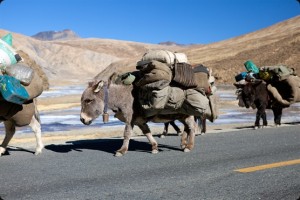 tibet-mount-everest-pack-mule-convoy-comp-806[1]